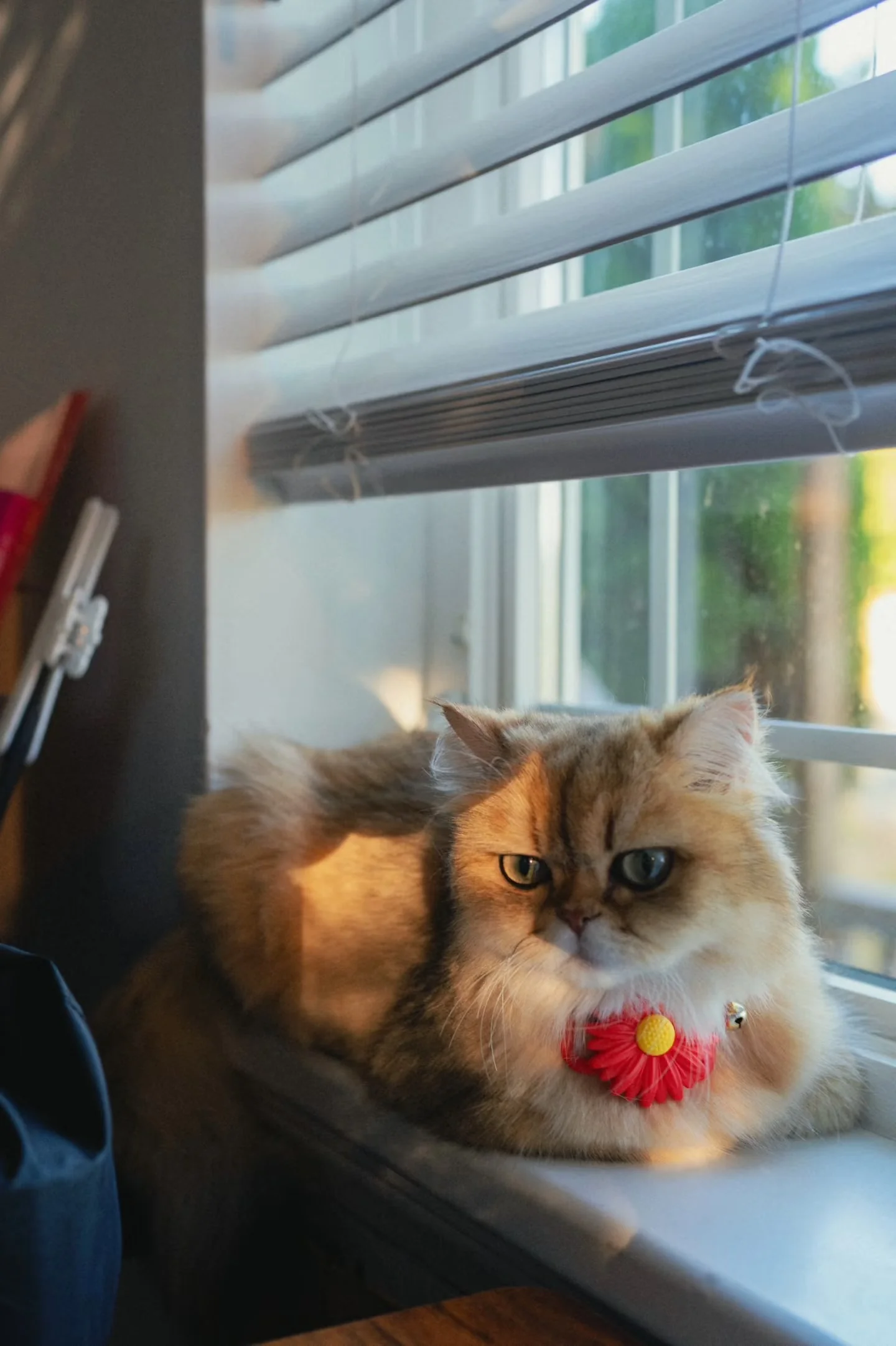 An orange cat with a red flower collar sitting on a windowsill